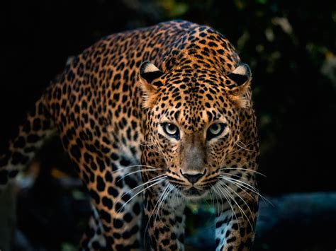 Glorious Leopard Facts Info Video And Pictures Learn More