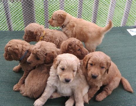 We consider each puppy as our precious pets as they romp in our yard and live in our home with our family. View Ad: Goldendoodle Litter of Puppies for Sale near ...