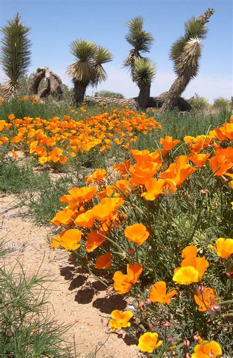 Spring In Desert 2 Free Photo Download Freeimages