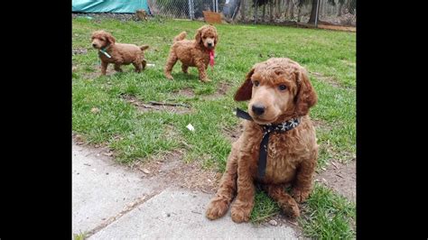 Her pups even get the early neurological stimulation through. Red standard poodle puppies playing in the yard - YouTube