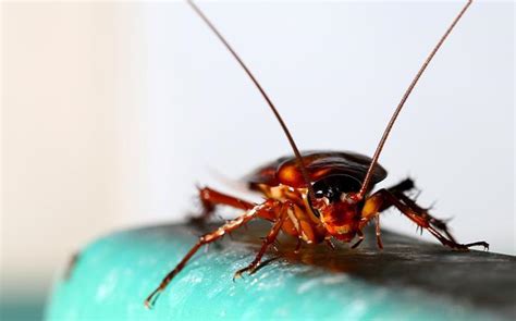 Blog Ten Easy And Effective Ways To Keep Cockroaches Out Of Your Bay Area Home