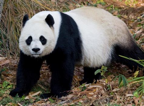 Panda Not Pregnant Washingtonian