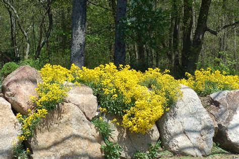 How To Grow And Care For Yellow Alyssum Alyssum Yellow Perennials