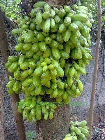 The ideal number of bearing branches will depend heavily on the type of fruit tree you have, such as with peaches. kamias (bilimbi fruit) | Unique vegetables, Fruit plants