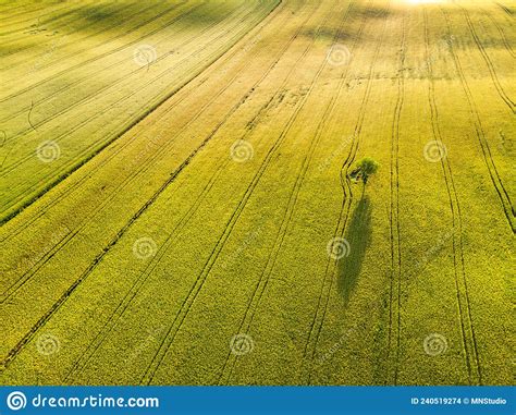 Stunning Aerial Morning View Of Fields And Farmlands With Small