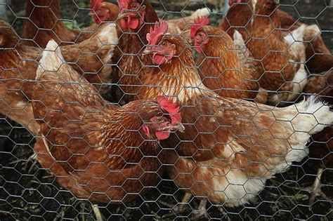 Cdc Kissing Chickens Can Lead To Salmonella