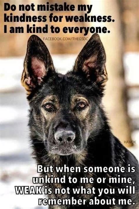 25 German Shepherd Quotes Sayings And Pictures Quotesbae