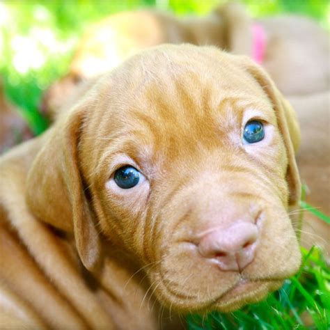Vizsla Puppies Make Your Day Better In 10 Photos Dogster