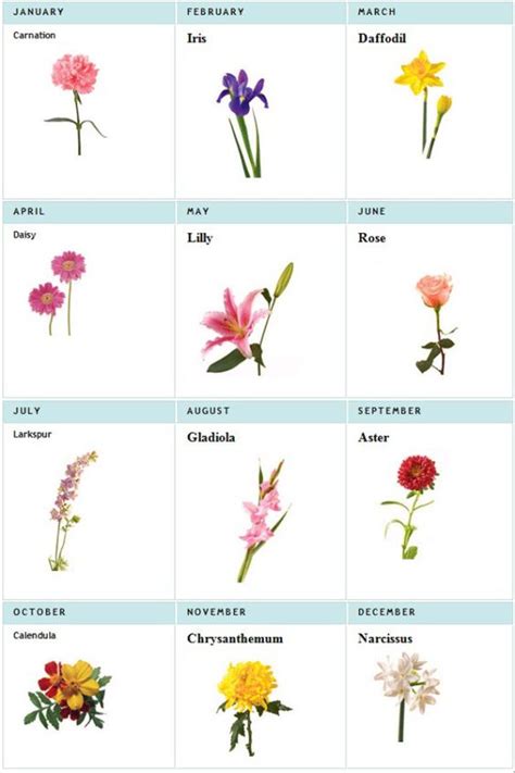 Do you know what your birth month flower is? Birth Flowers | Blue roses, Births and Flower
