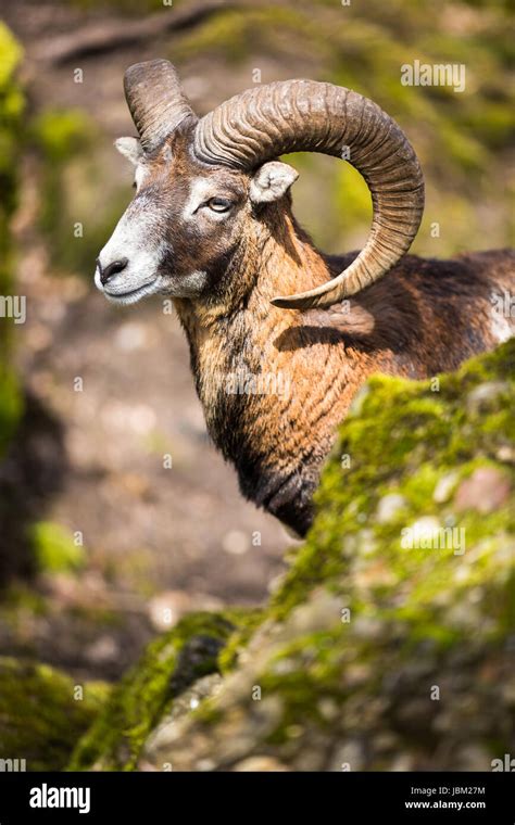 The Mouflon Ovis Orientalis Stock Photo Alamy