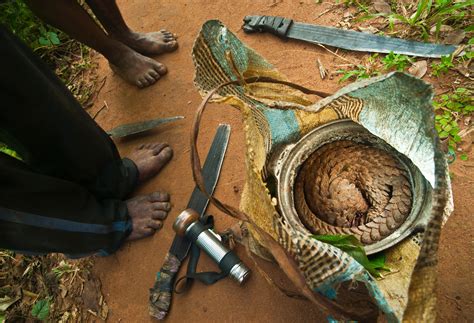 Tens of thousands of pangolins are poached every year, killed for their scales for use in traditional. China's State Insurers Have Stopped Covering Pangolin ...