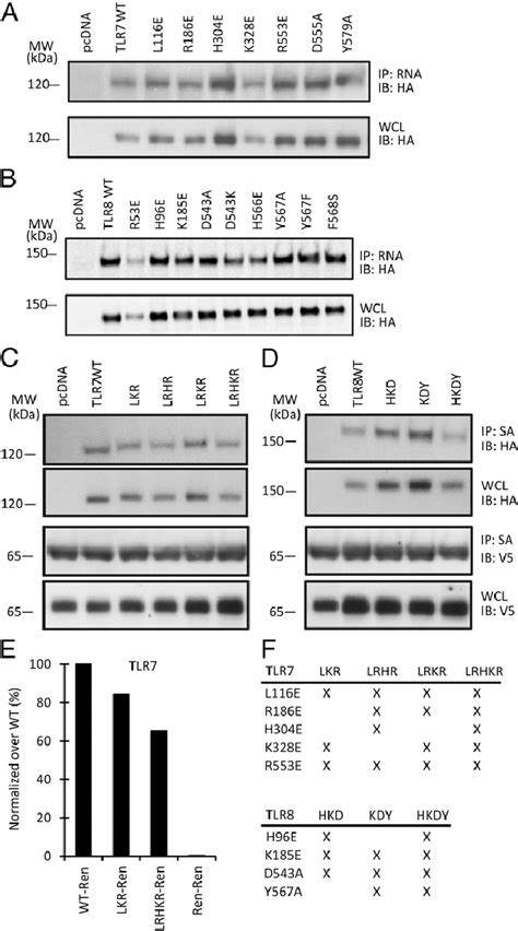 Rna Binding Is Not Compromised In Tlr7 And Tlr8 Lossof Function