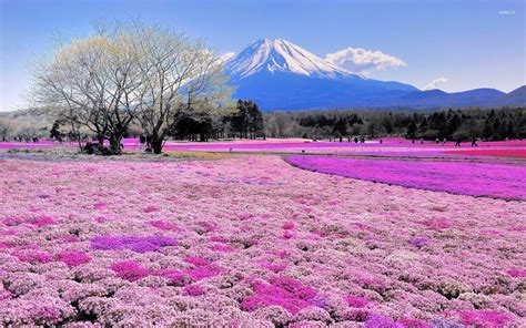 Download Pink Flower Field And Mount Fuji Wallpaper Nature By