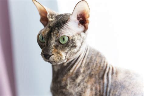 10 Hairless And Short Haired Cat Breeds That Wont Leave Fur Everywhere
