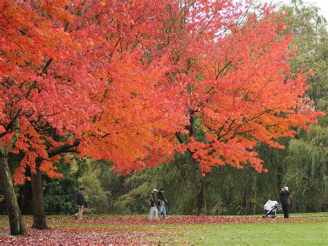 These Are The Most Breathtaking Spots To See Fall Foliage In Vancouver