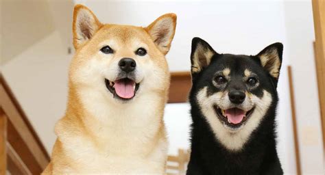 The shiba inu (柴犬, japanese: Shiba Inu - Breed Information (Health, Appearance ...