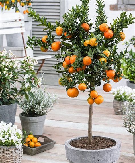 How To Grow An Orange Tree In A Container Potted Fruit Trees Plants