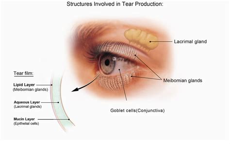 What Are Meibomian Oil Glands In Edmonton Ab Bonnie Doon Eye Care