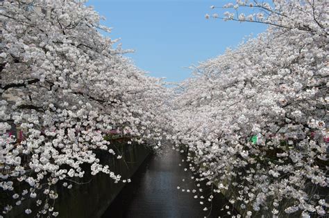 Tokyo Travel Nakameguro Cherry Blossom Wow U Japan