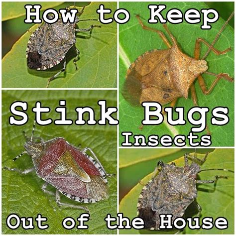 How To Keep Stink Bugs Insects Out Of The House The Homestead Survival
