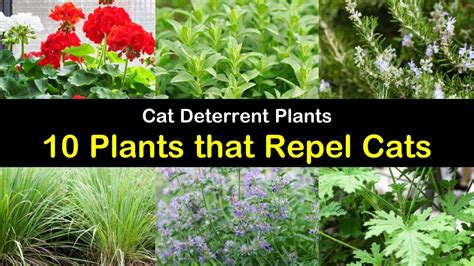 Same day delivery 7 days a week £3.95, or fast store collection. Cat Deterrent Plants - 10 Plants that Repel Cats