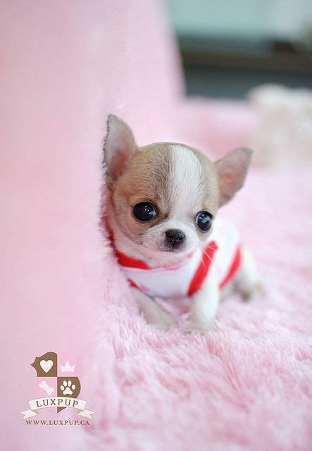 Teacup Chihuahua Puppies Chihuahua Puppies Cute Animals