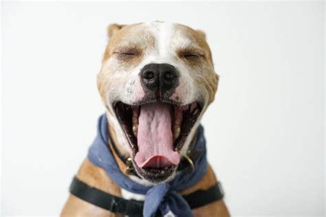 Yawning is contagious — we often start yawning the minute someone near us starts. Why Do Dogs Yawn? | Pet Love That