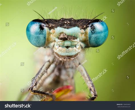 Dragonfly Close Up Focused On Head Stock Photo 158459303 Shutterstock