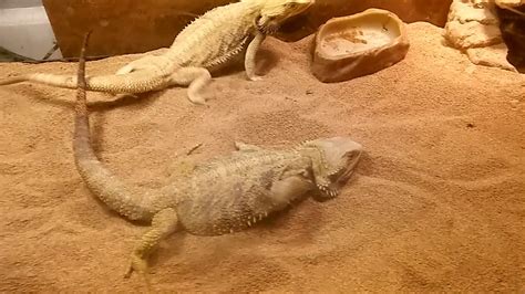 Bearded Dragon Breeding Chart