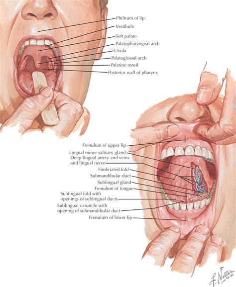 Oral Cavity Pocket Dentistry