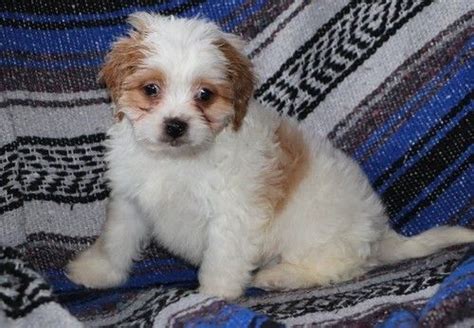 We are a cavachon breeder. Cavachon Puppies For Sale | Panama City, FL #270590