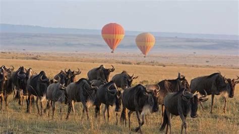 Reserva Nacional De Masai Mara 1 Noche De Safari En Camping Compartido