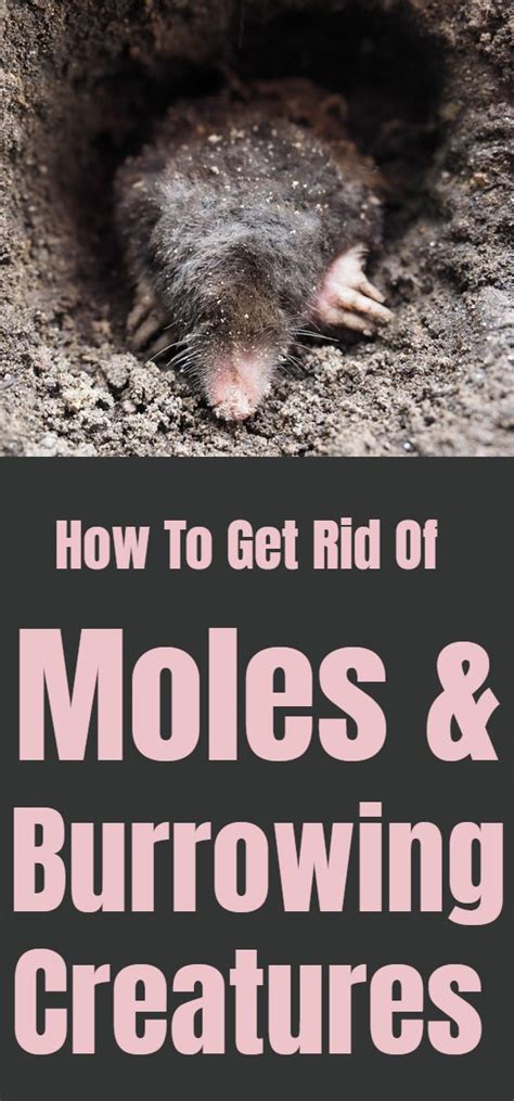 How To Get Rid Of Moles And Burrowing Critters Mole Pest Control Garden