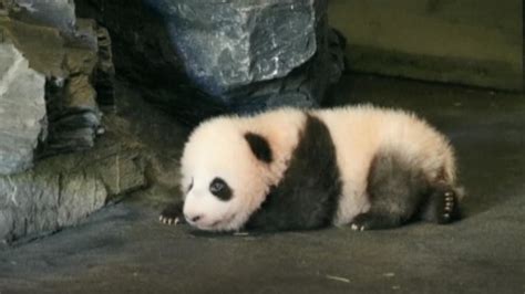 Giant Pandas Are No Longer Endangered Nbc News