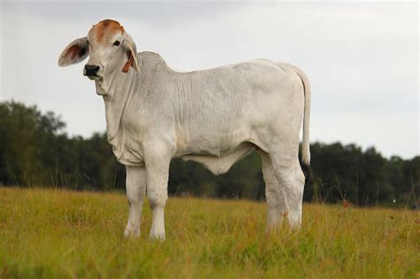 All about the brahman cattle breed, information, characteristics, temperament, milking,skin,meat, health , care, raising, breeding,feeding, breed associations,where to buy and much more. Brahman Cattle : Repronomics project aims to lift genetic ...