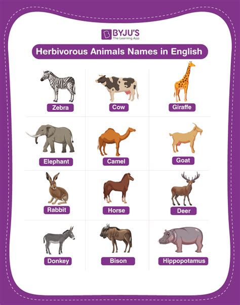 Herbivorous Animal Names Explore List Of 20 Herbivore Names In English