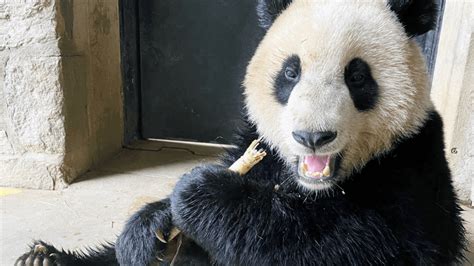 Farewell Giant Pandas Dcs National Zoo To Host 9 Day Send Off Panda