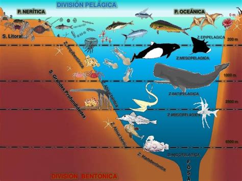 Clasificación Del Ambiente Marino