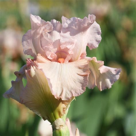 Pink Reblooming Bearded Iris Pink Attraction Rhizome For Sale Easy
