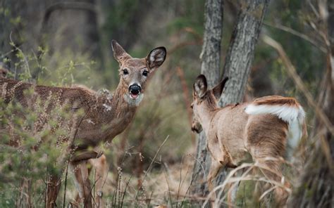 Blep Croydon Creek Nature Center Rockville Md John Brighenti Flickr