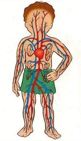 El Dibujo Para Colorear Del Aparato Circulatorio De Una Plata Imagui