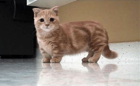 These Munchkin Kitten Photos Will Put A Smile On Your Face I Can Has