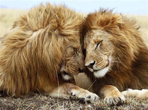 Imagenes De Leones Imagen Pareja De Leon Y Leona