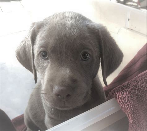 Labrador Retriever Puppies For Sale Houston Tx 306274