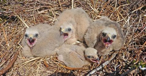 Legal Challenge To Hen Harrier Brood Management Plan Fails Birdguides