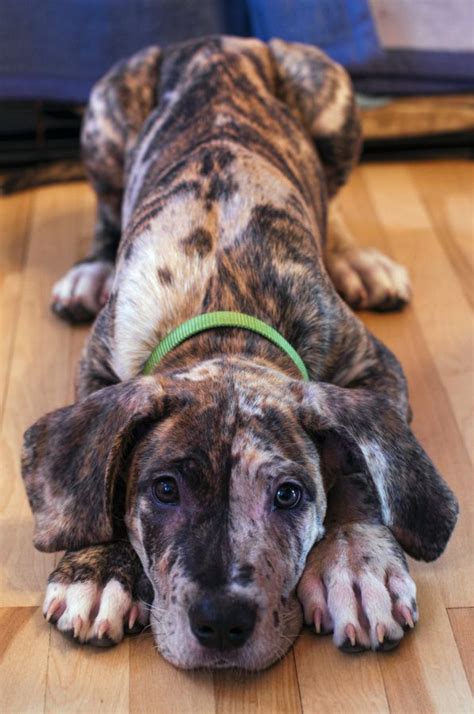 Chihuahua And Great Dane Mix Puppies Pets Lovers