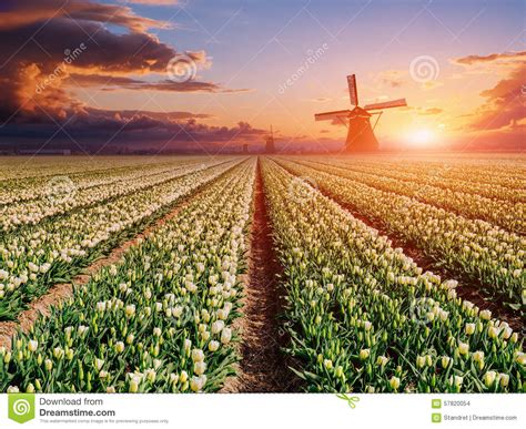 Plantation Of Tulips At Sunset Holland Stock Photo Image Of Cloud