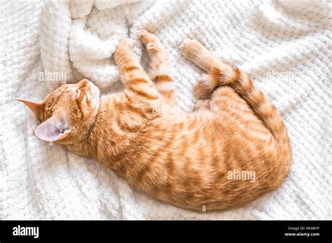 Ginger Cat Sleeping On Soft White Blanket Cozy Home And Relax Concept