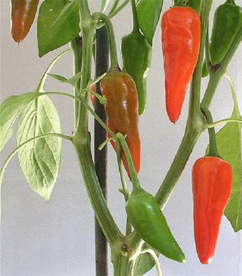 Polynesian Produce Stand ~hot Hawaiian Chili Pepper~ Capsicum
