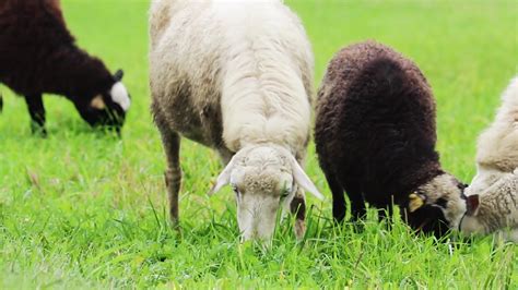 Domestic Brown Sheep Eat Grass In Pasture Breeding Animals On Farm